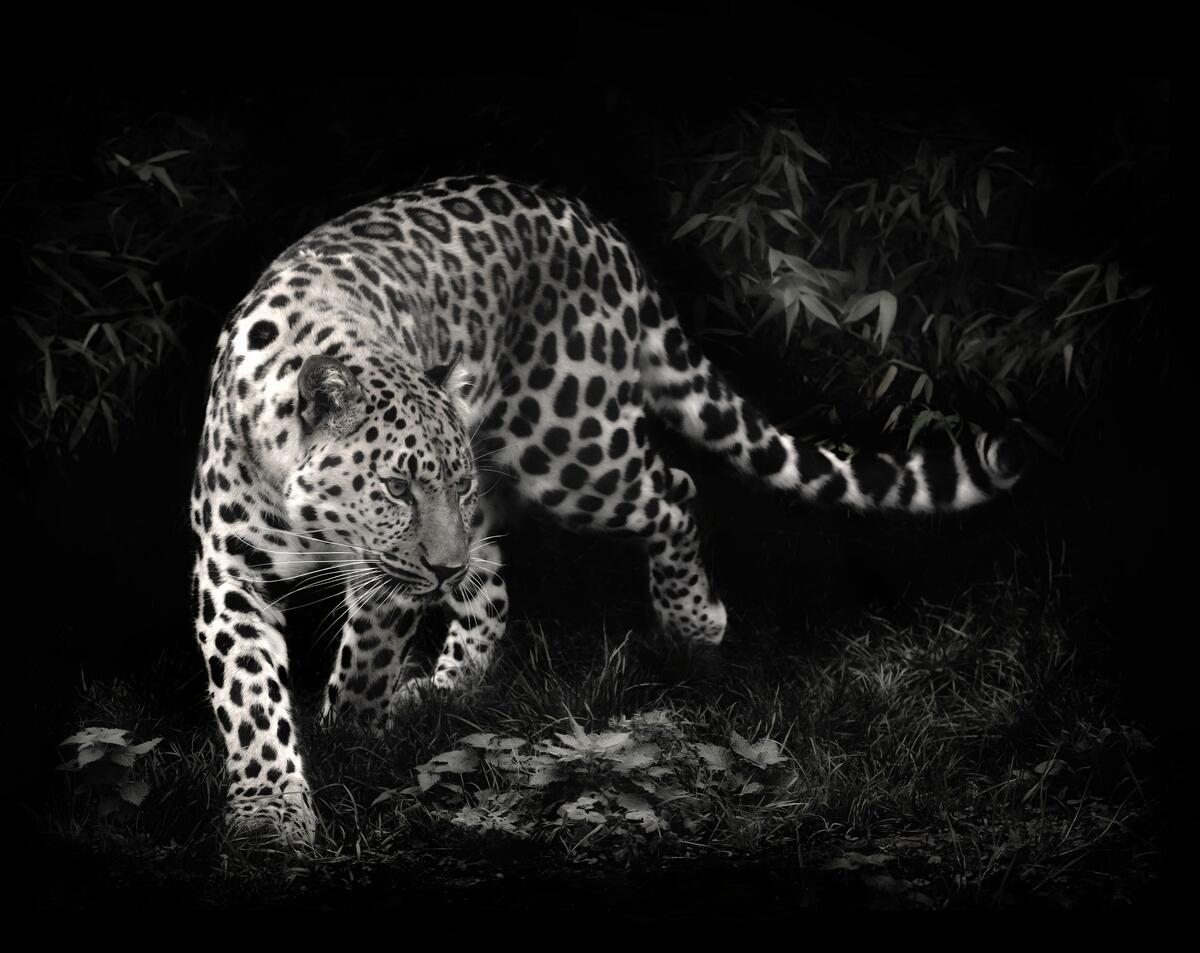 Jaguar on black background, beautiful animals