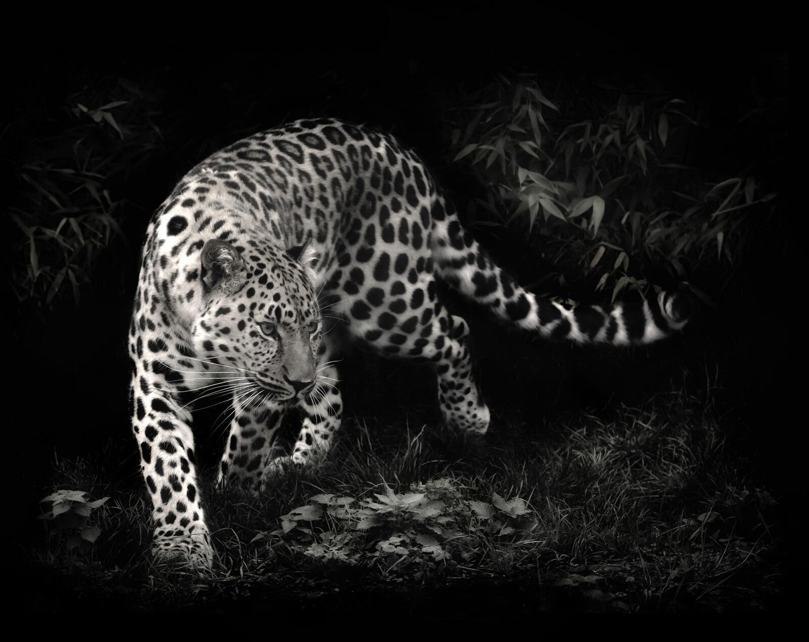 Бесплатное фото Ягуар на черном фоне, красивые животные