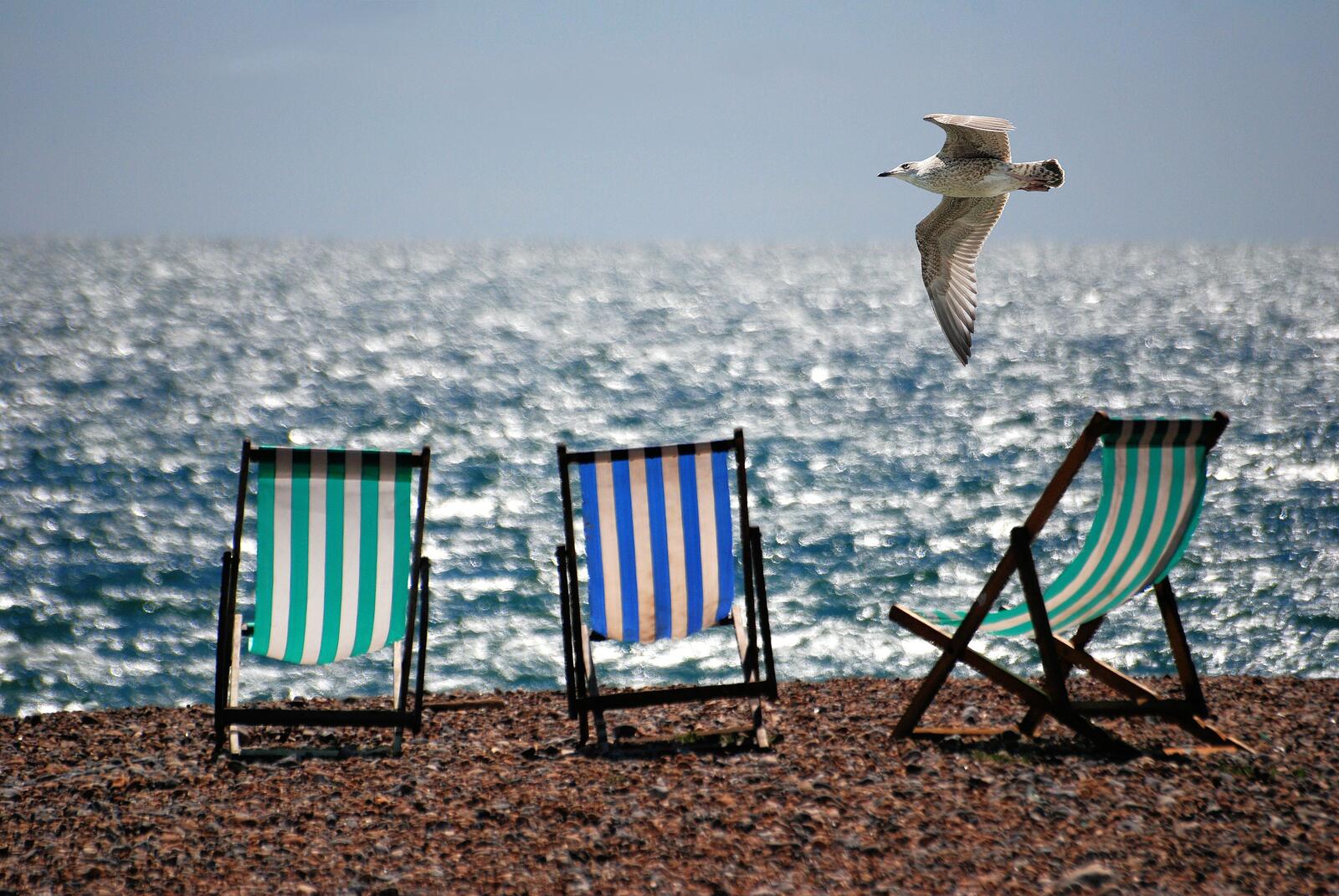 Free photo A Sea Gull flies over the lounge chairs on the beach