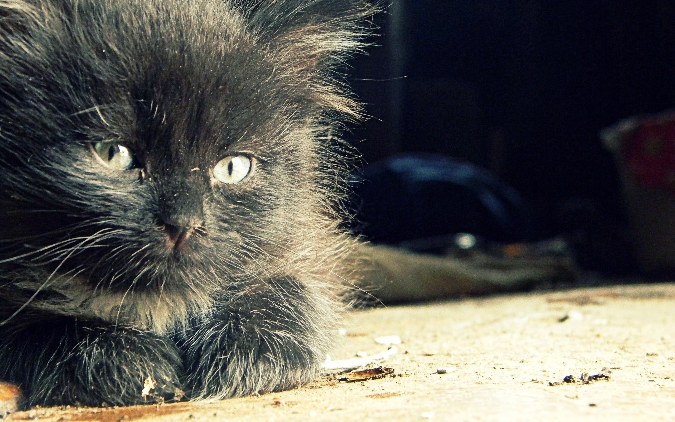 黑色绒毛小猫