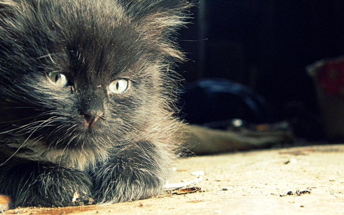 Черный пушистый котенок