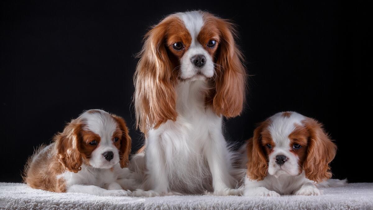 Picture of Cavalier King Charles Spaniel puppies.