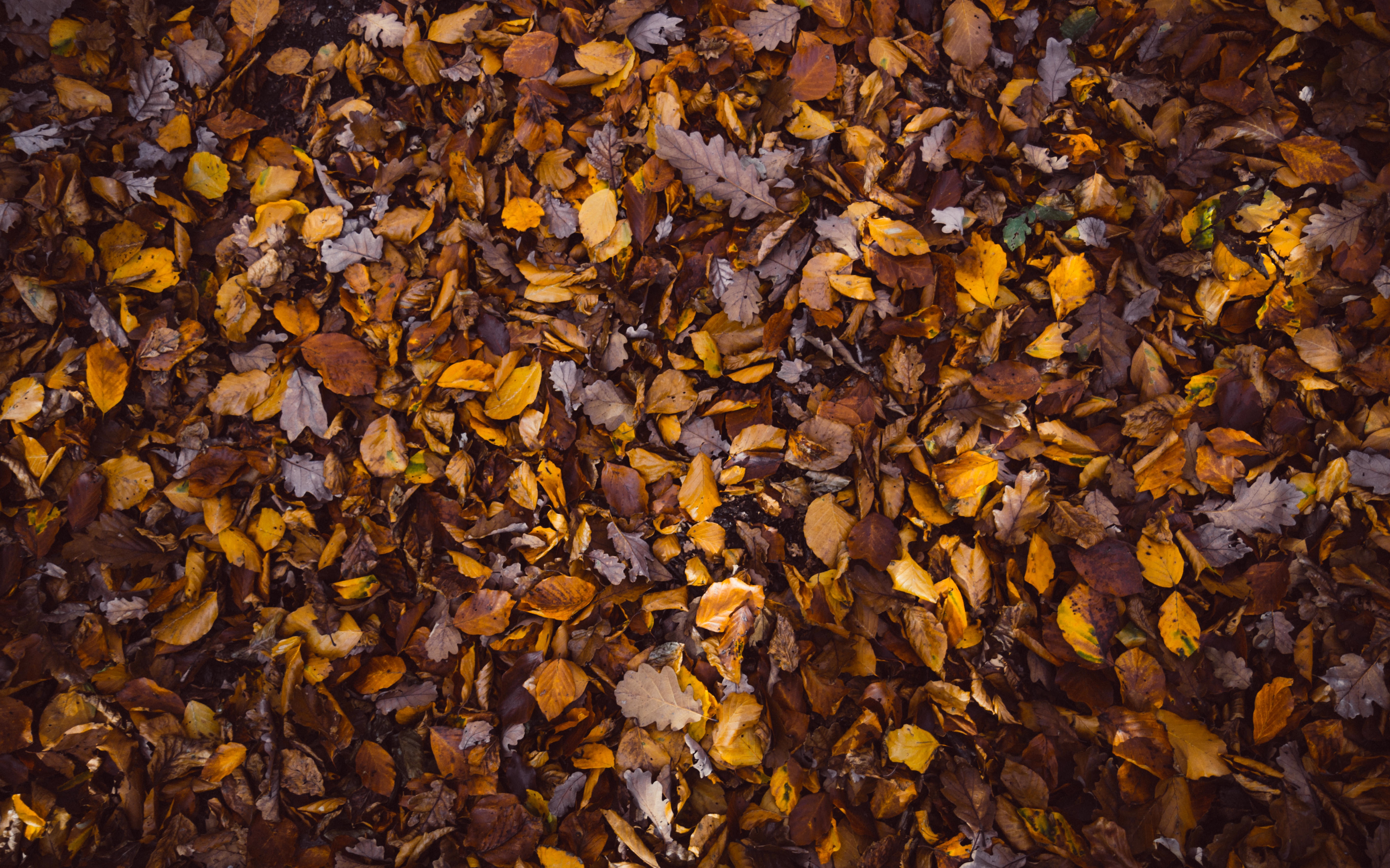 Бесплатное фото Опавшие осенние листья