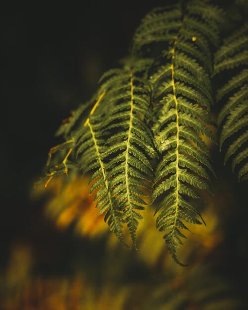 Fern leaves