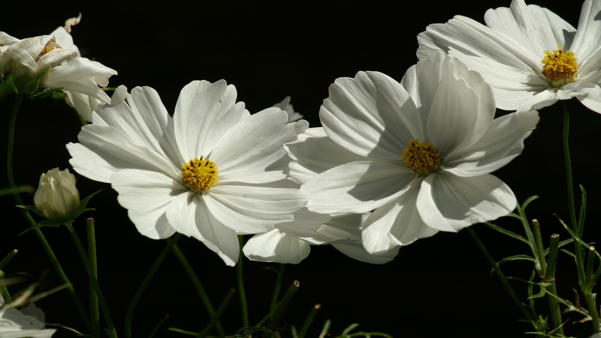 Бесплатное фото Белые цветы