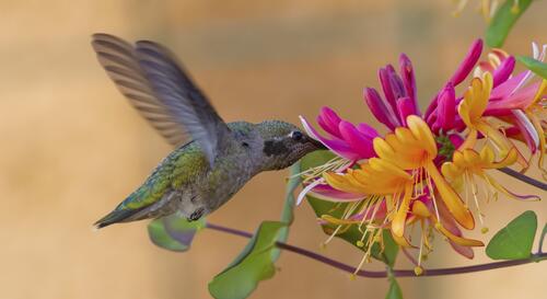 A hummingbird soars by a flower and eats nectar