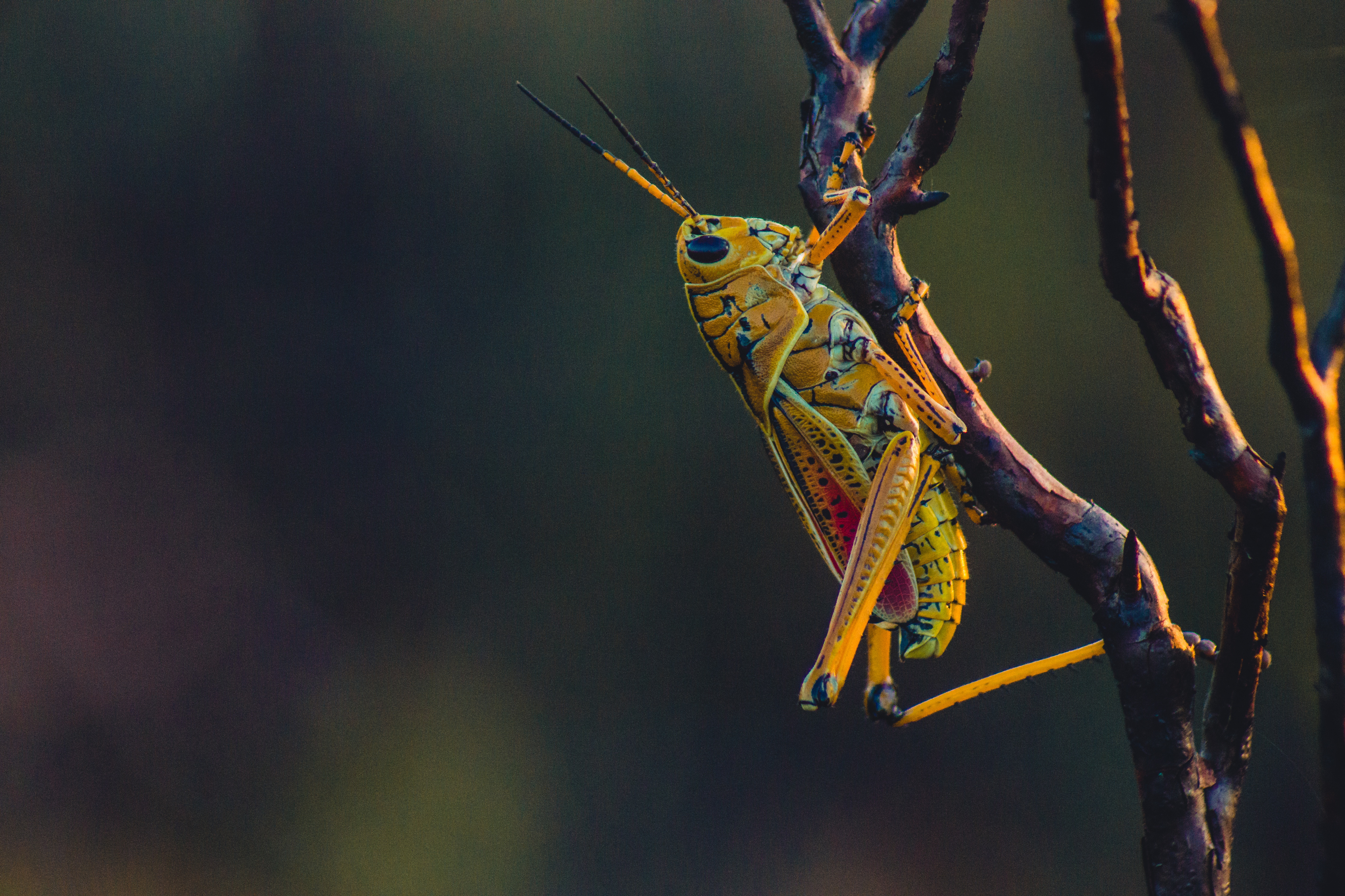 Free photo Grasshopper yellow