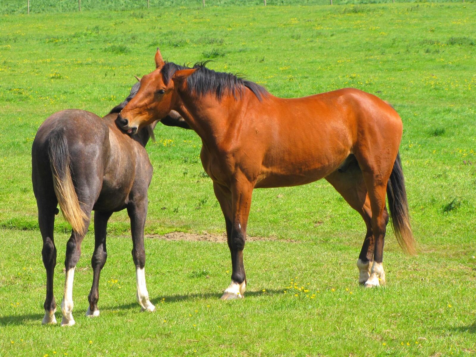 免费照片两匹马在绿色的草地上相互拥抱着
