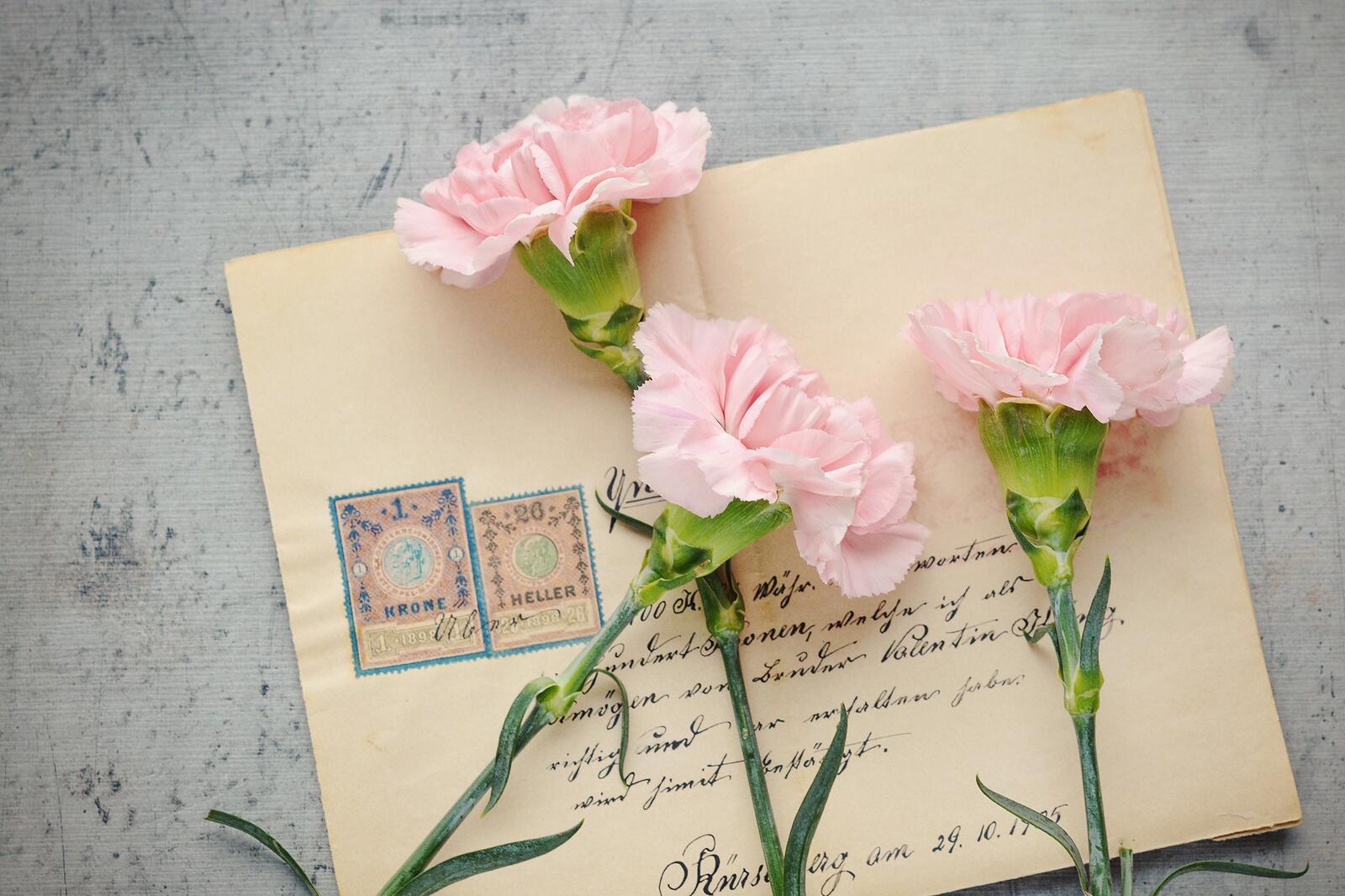 Розовые цветы лежат на конверте