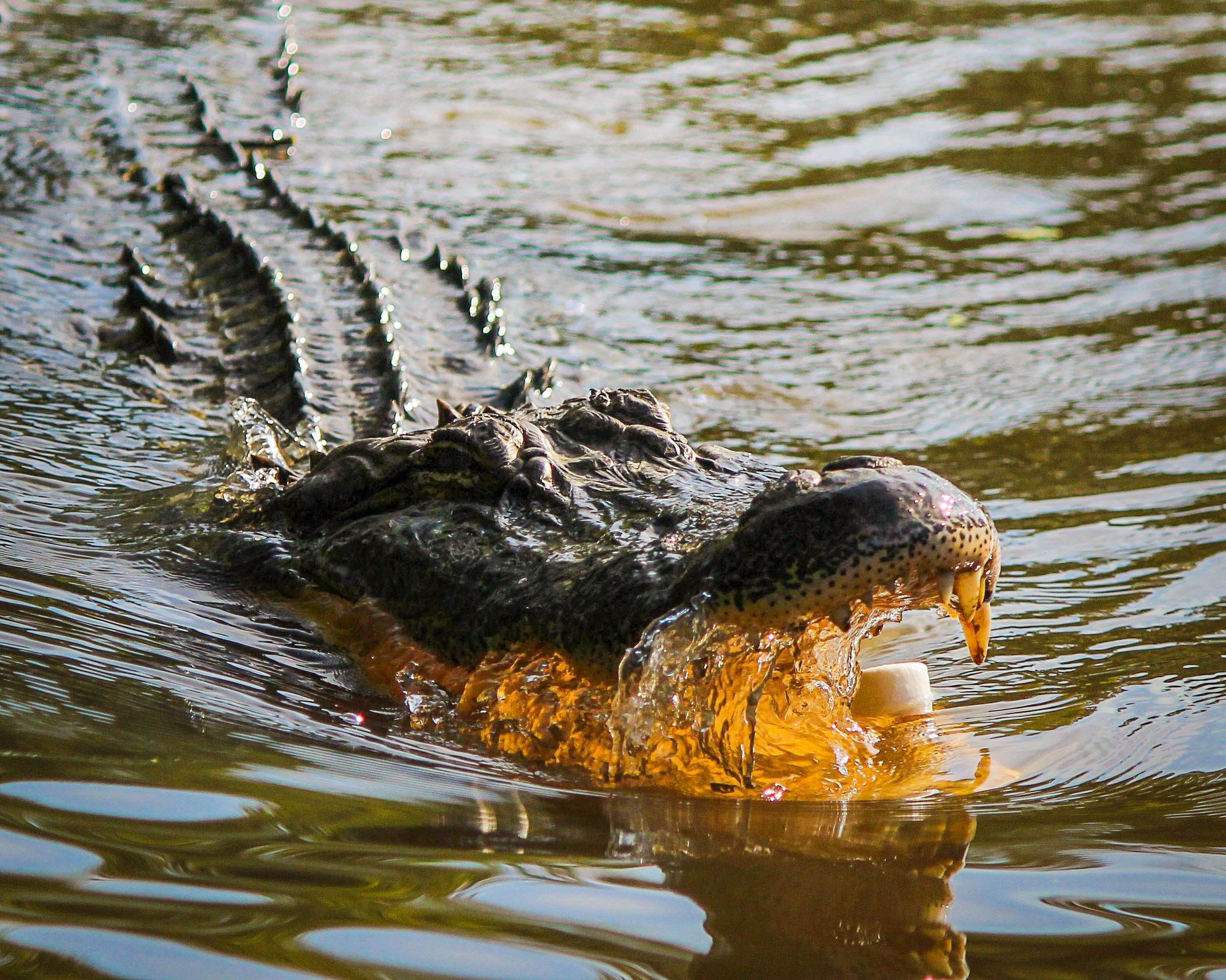 Фото болото, дикая природа, хищник, рептилия, фауна, крокодил, аллигатор, позвоночные, атаки, опасно, луизиана, крокодилы, американский аллигатор, Байю, нильский крокодил - бесплатные картинки на Fonwall