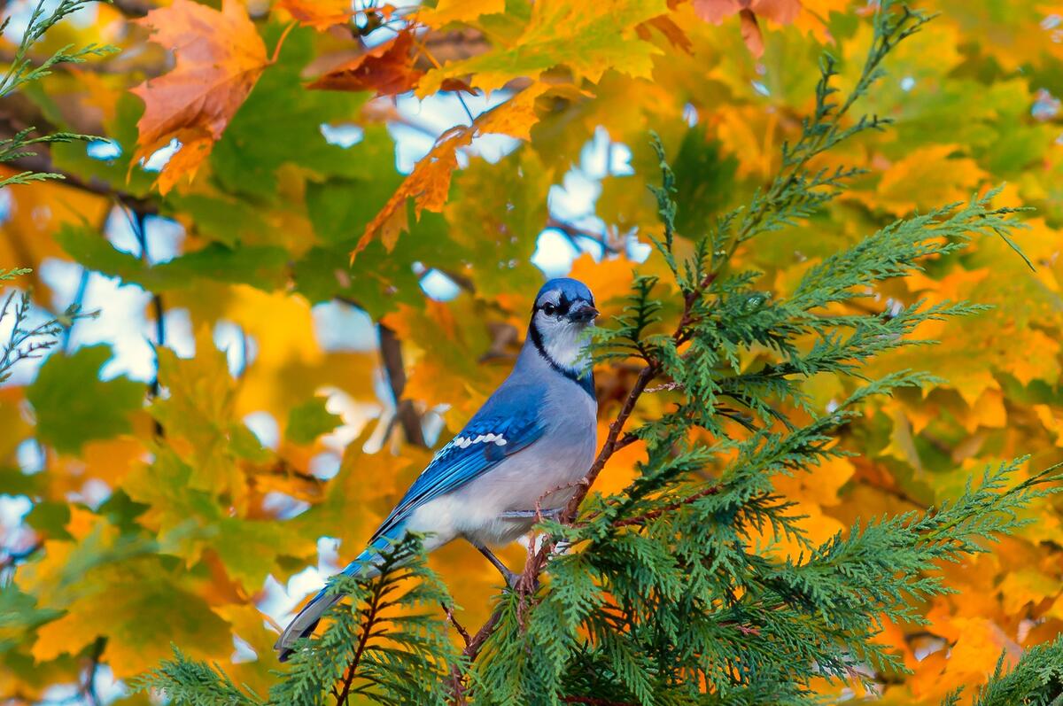 A bluebird sits on the fall leaves