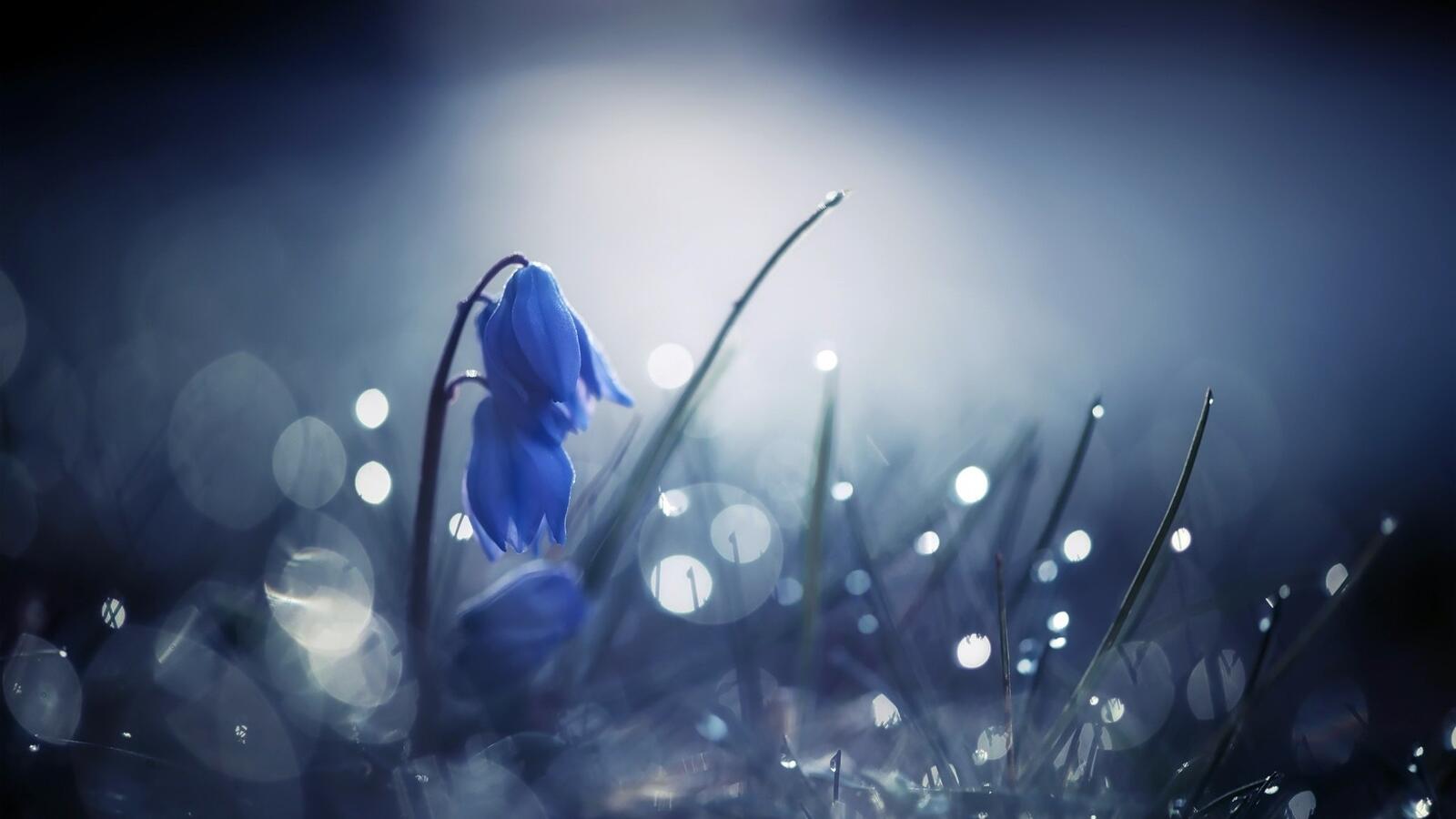 Бесплатное фото Красивый голубой цветок в виде колокольчика