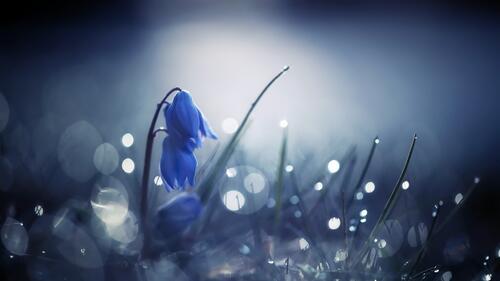 Красивый голубой цветок в виде колокольчика