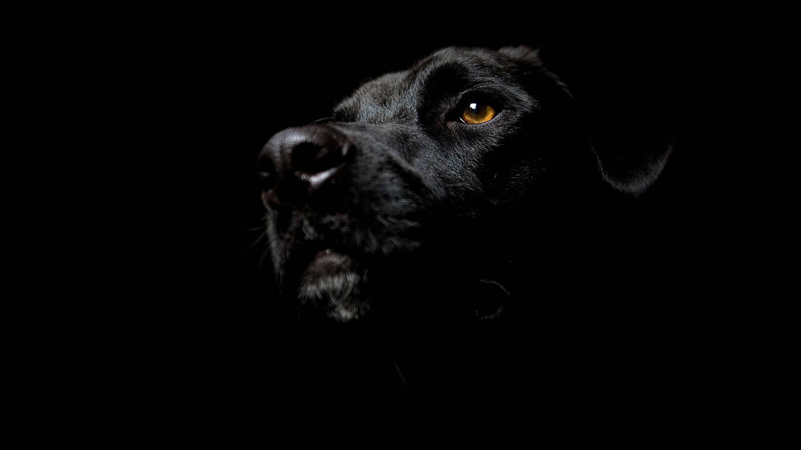 Бесплатное фото Черный пес на черном фоне