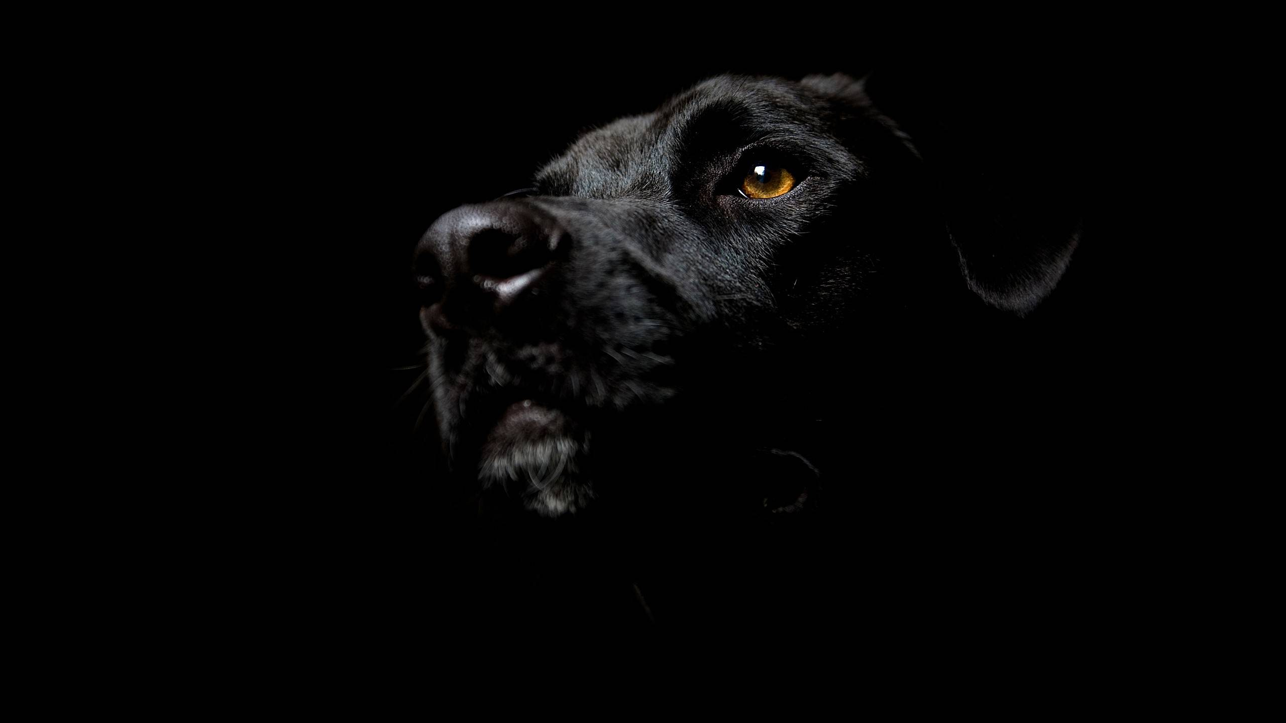 Черный пес на черном фоне