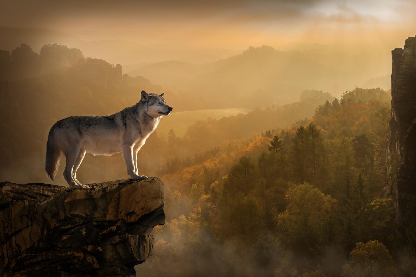 Wallpapers wolf rock cliff on the desktop