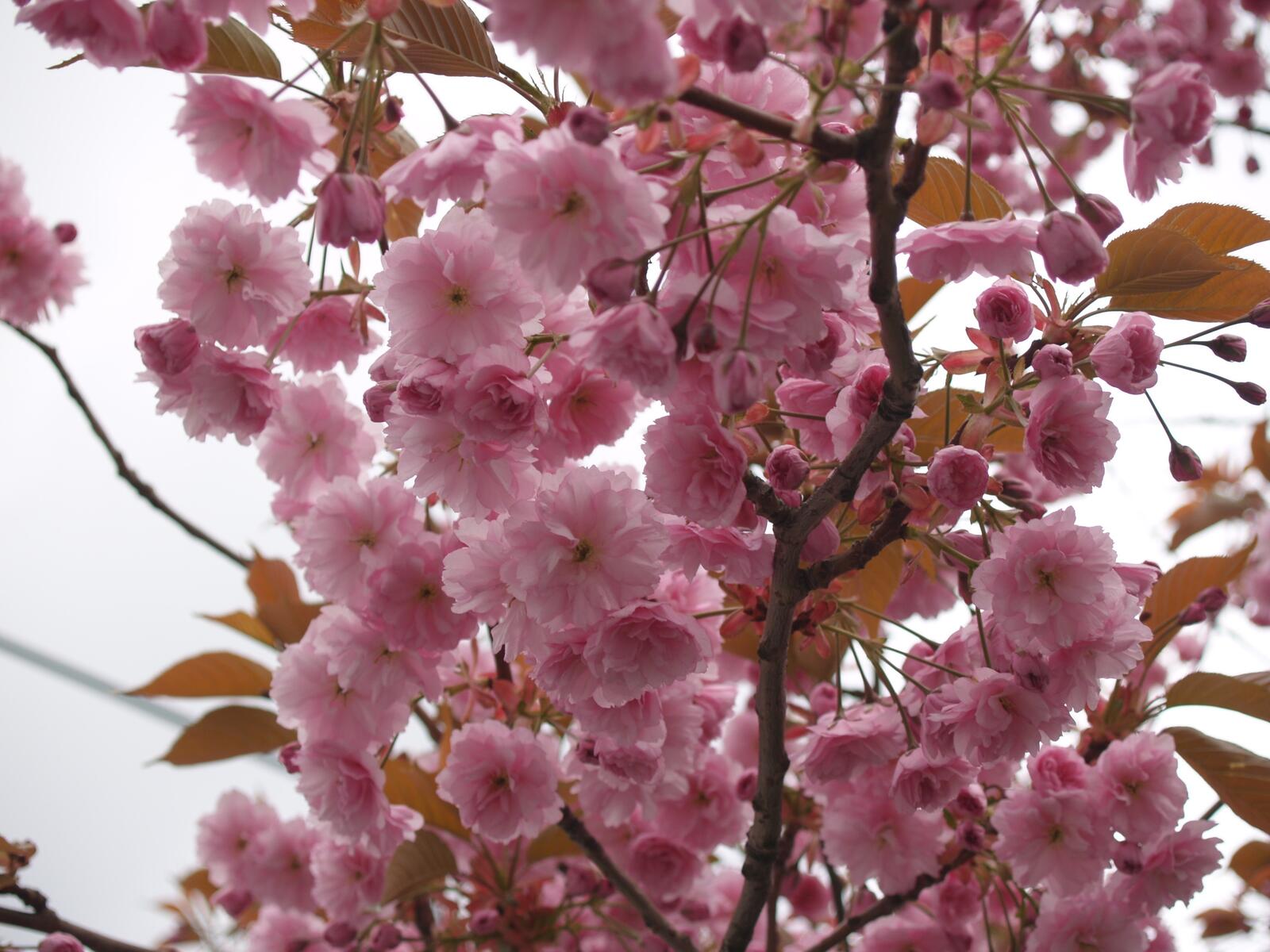 Free photo A tree with blossoming pink flowers