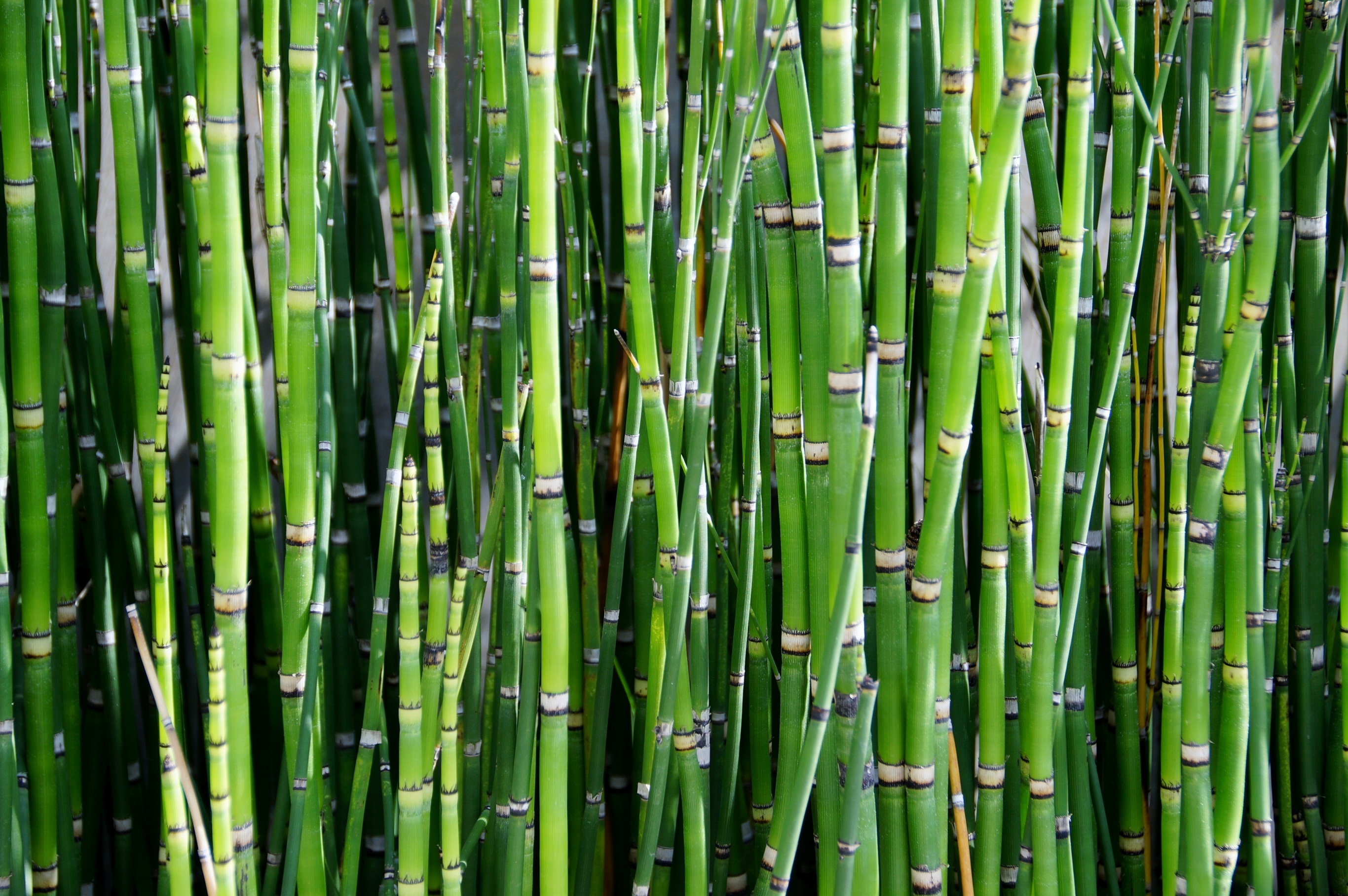 Бесплатное фото Бамбуковый лес с новыми растениями