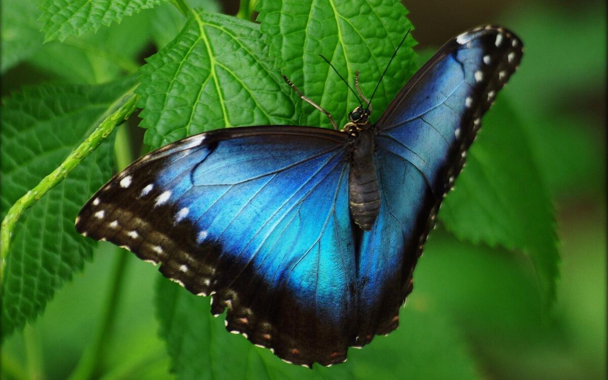 Яркая черно-голубая бабочка на листке