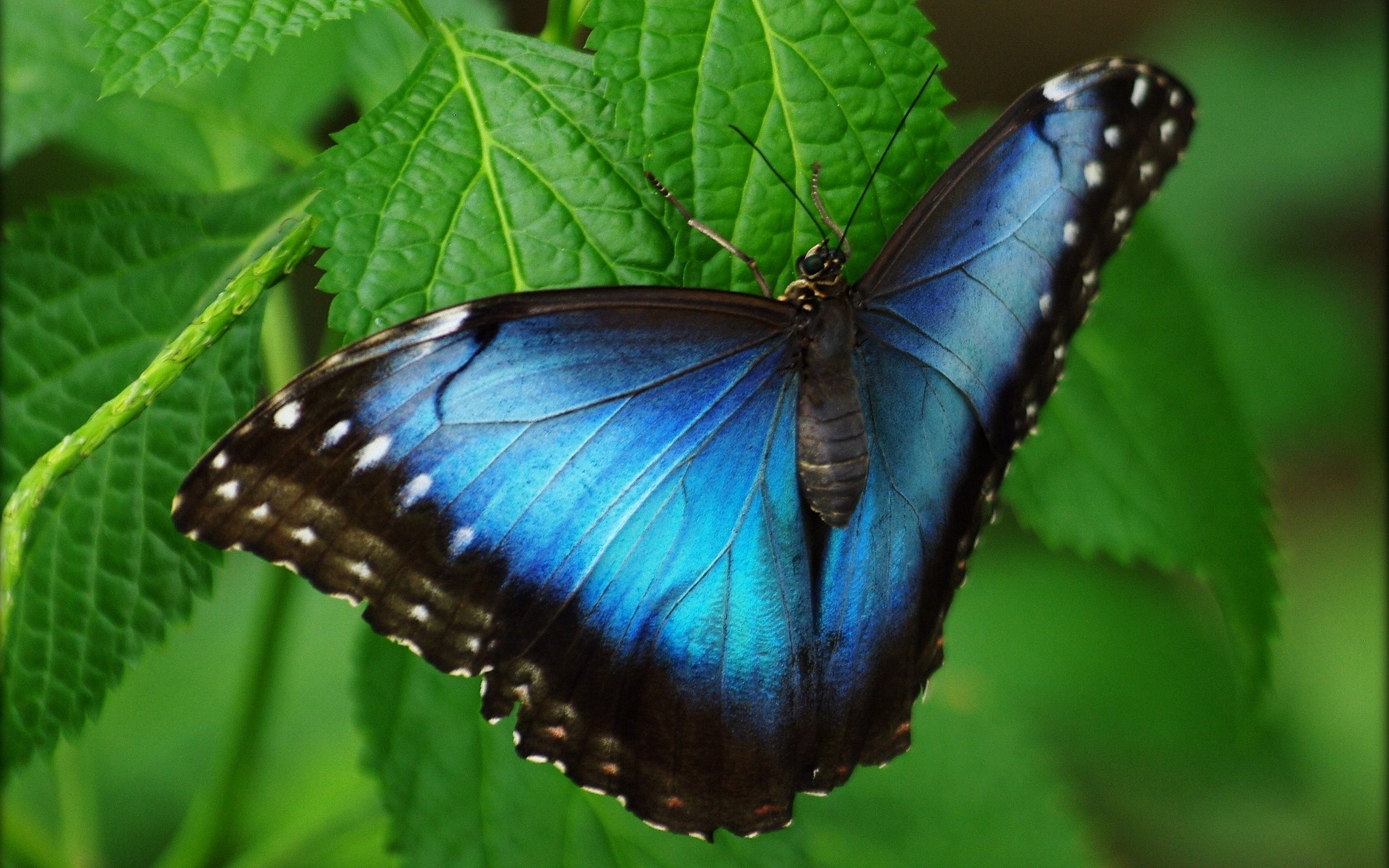 免费照片树叶上一只明亮的黑蓝色蝴蝶。