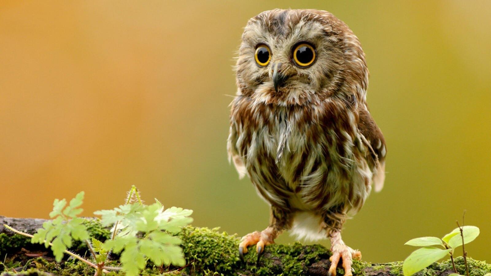 Free photo Funny owl with big round surprised eyes