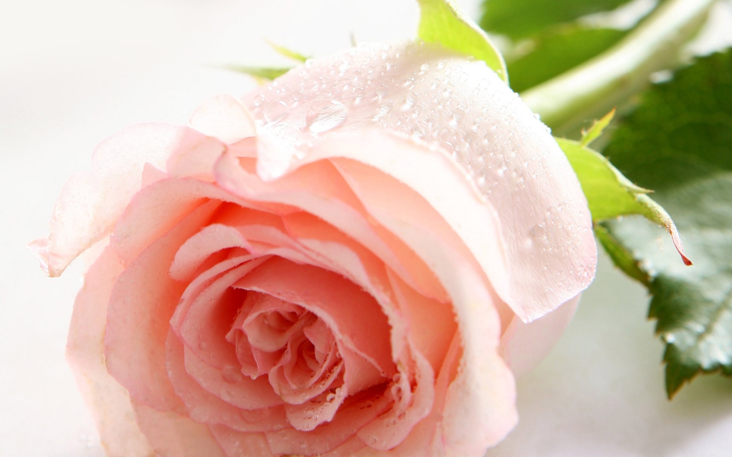 Обои роза цветок капли на рабочий стол