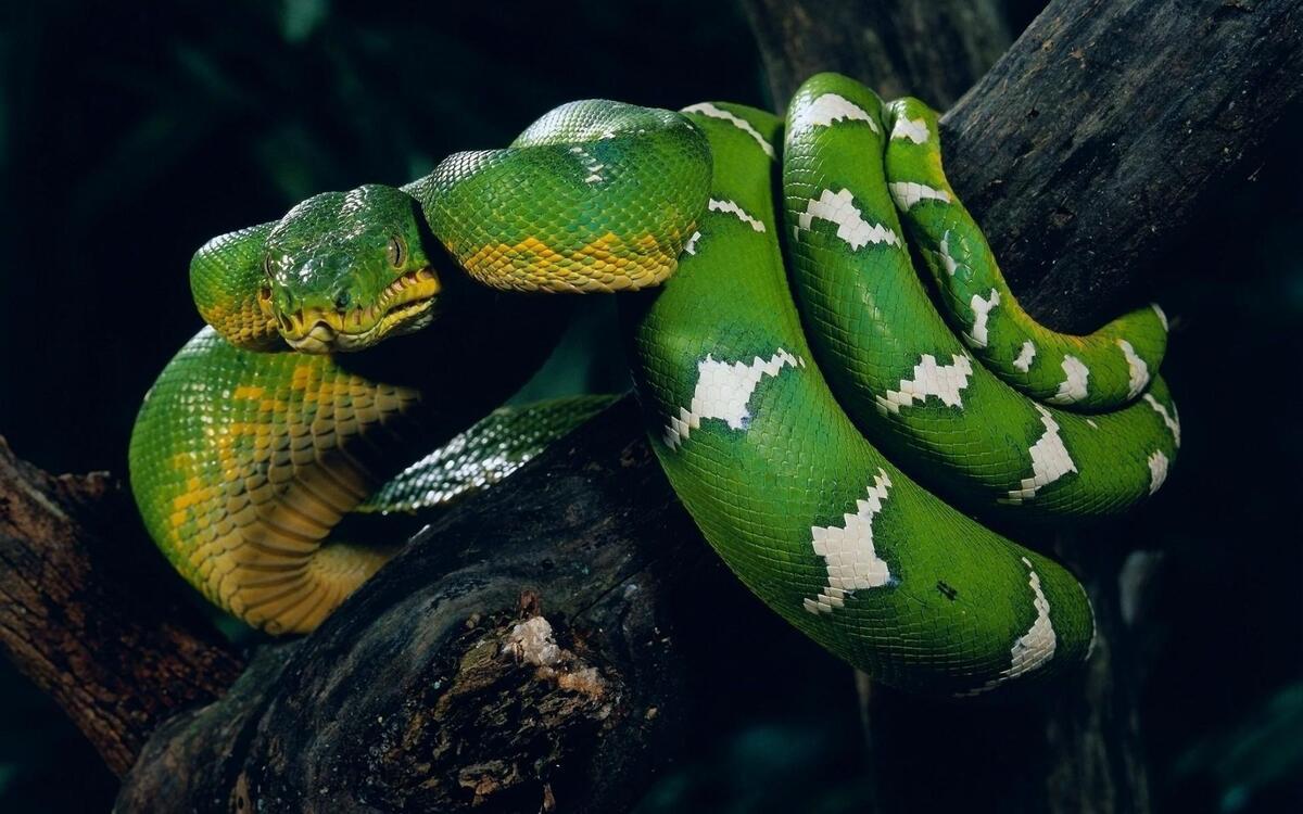 Зеленая змея на дереве