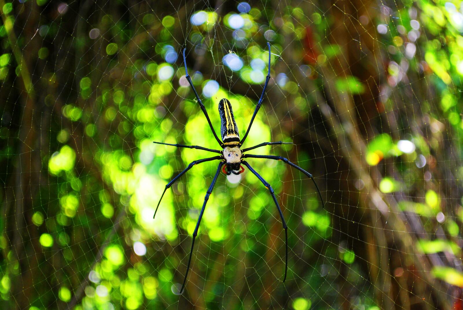 Бесплатное фото Большой паук на паутине
