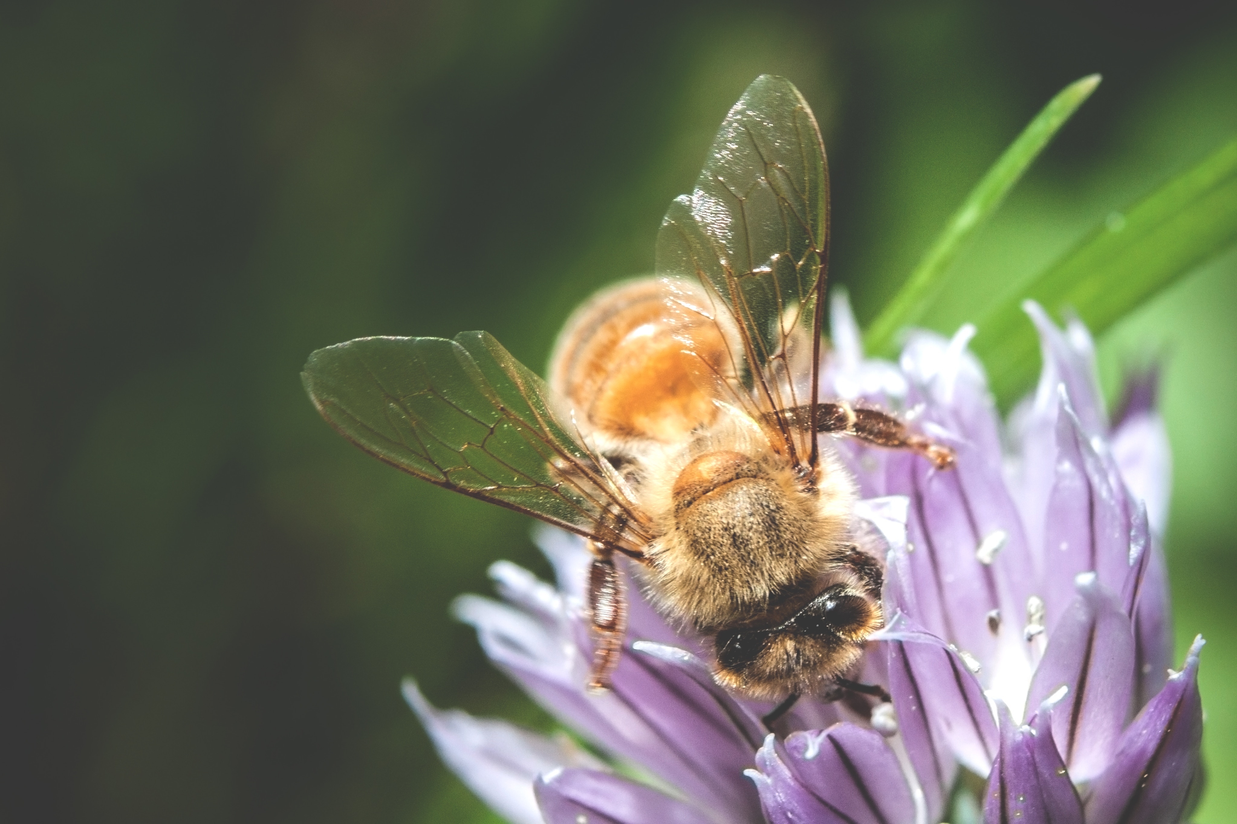Бесплатное фото Пчела собирает нектар с пурпурного цветка