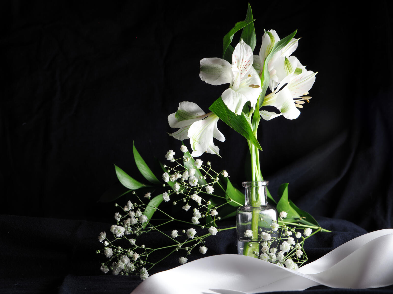 Wallpapers white flowers isolated on the desktop