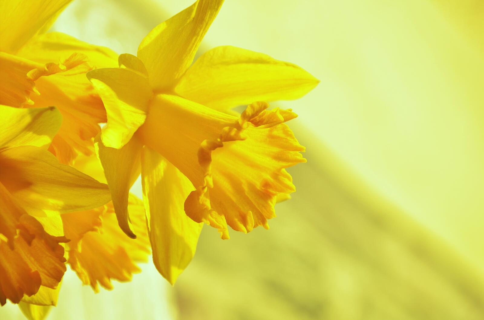 Яркий желтый цветок под солнечными лучами