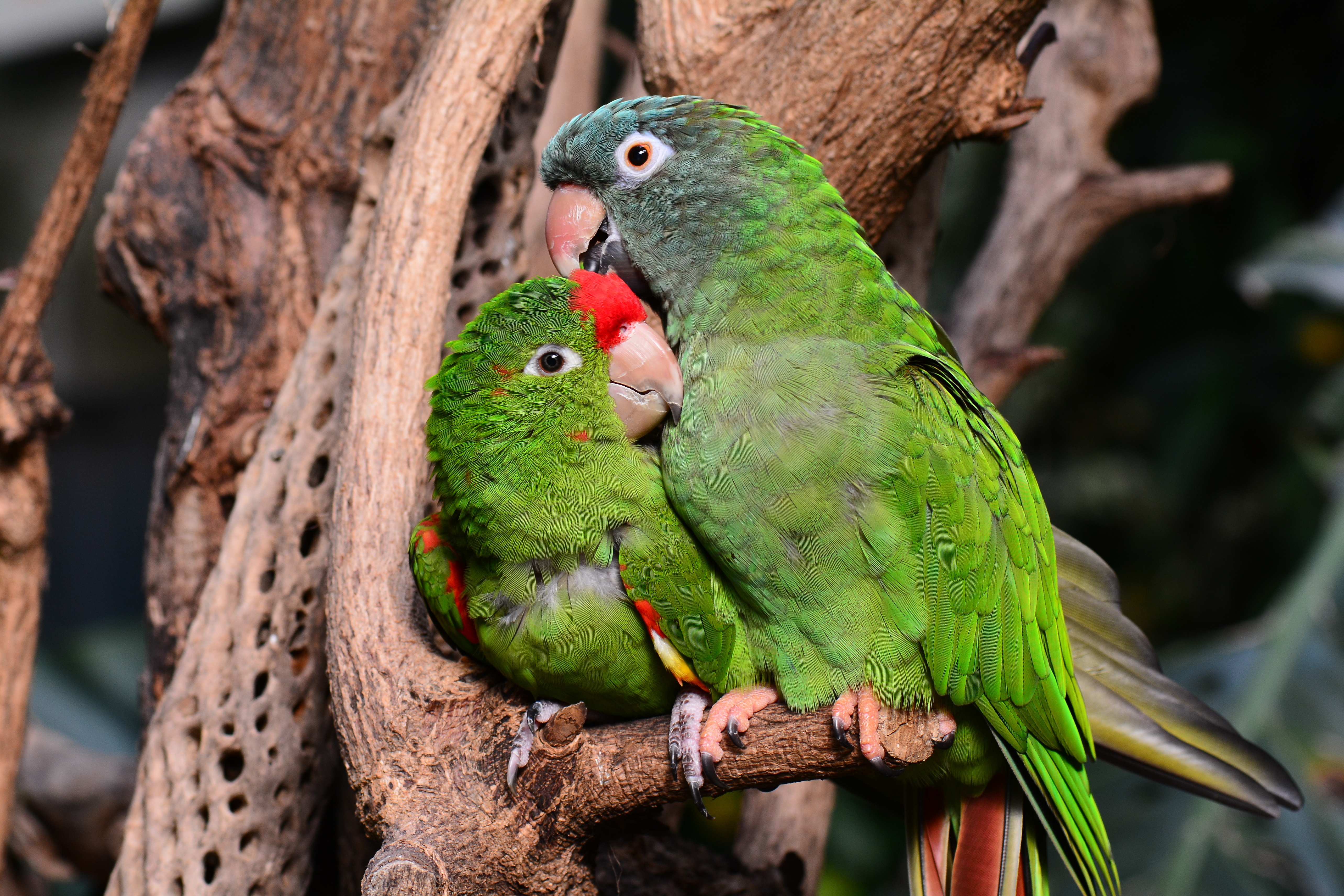 Two green parrots sitting on a branch.
