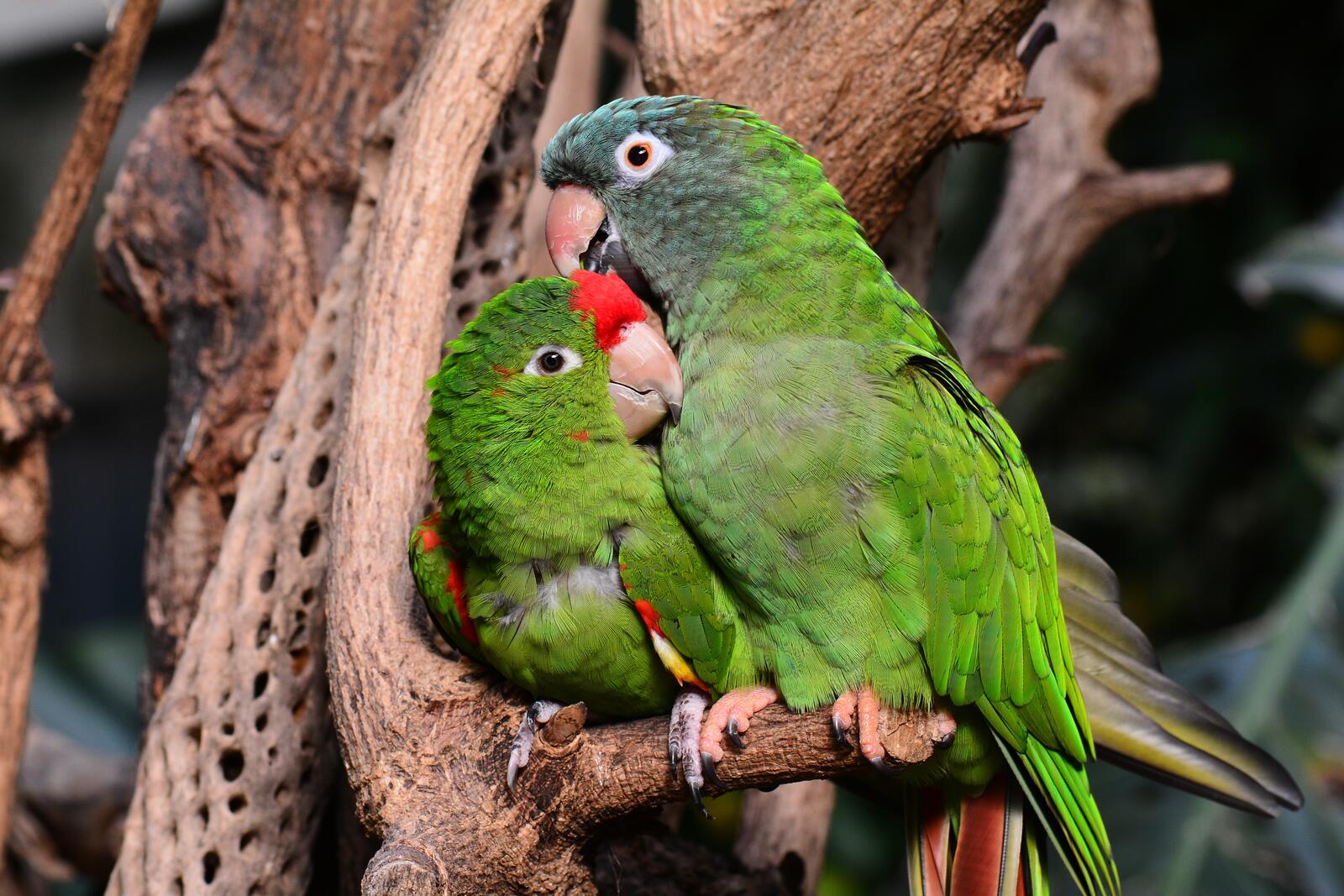 Free photo Two green parrots sitting on a branch.