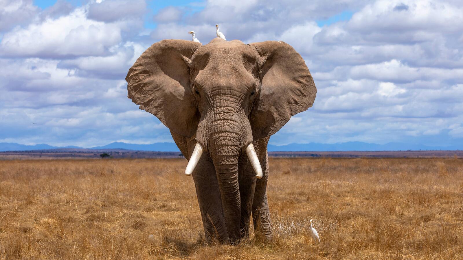 Free photo A big elephant in Africa