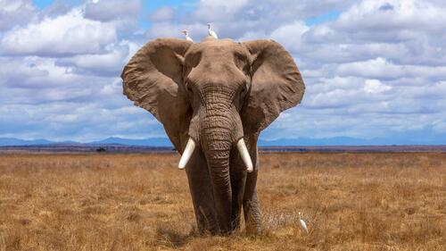 Большой слон в Африке