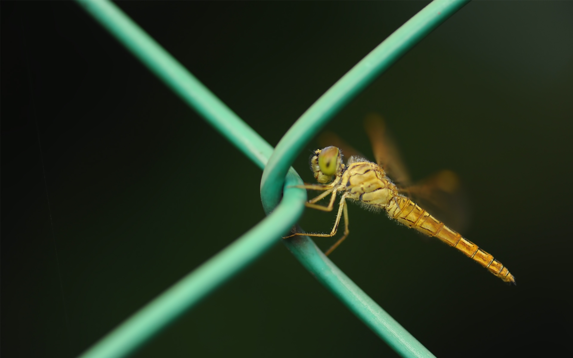 Фото бесплатно насекомое, сеть, металл