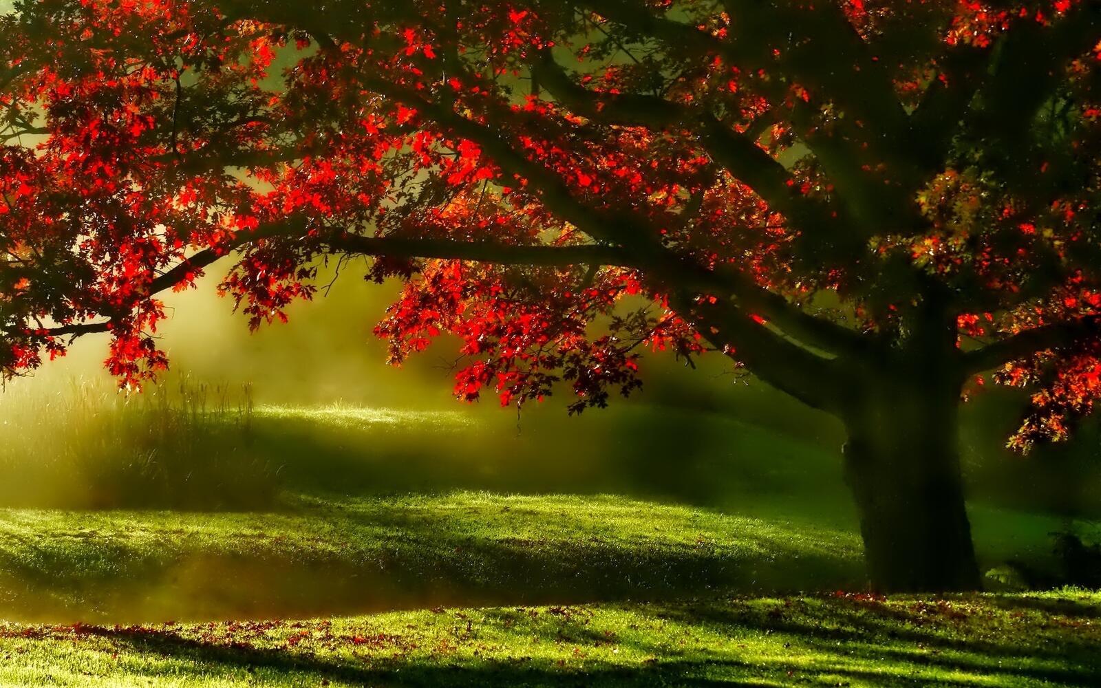 Бесплатное фото Осеннее дерево утром в с туманом