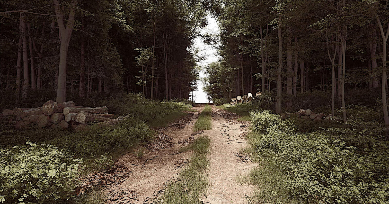 Бесплатное фото Грунтовая дорога по лесу