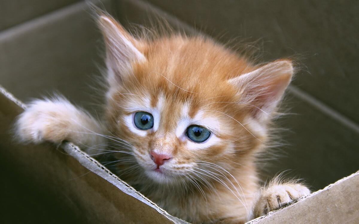 Маленький рыжий котенок в коробке