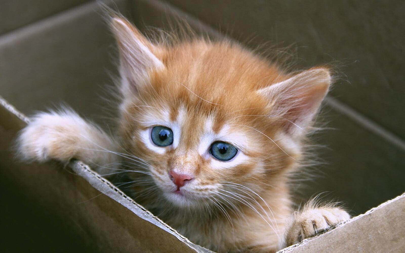 Free photo A little ginger kitten in a box