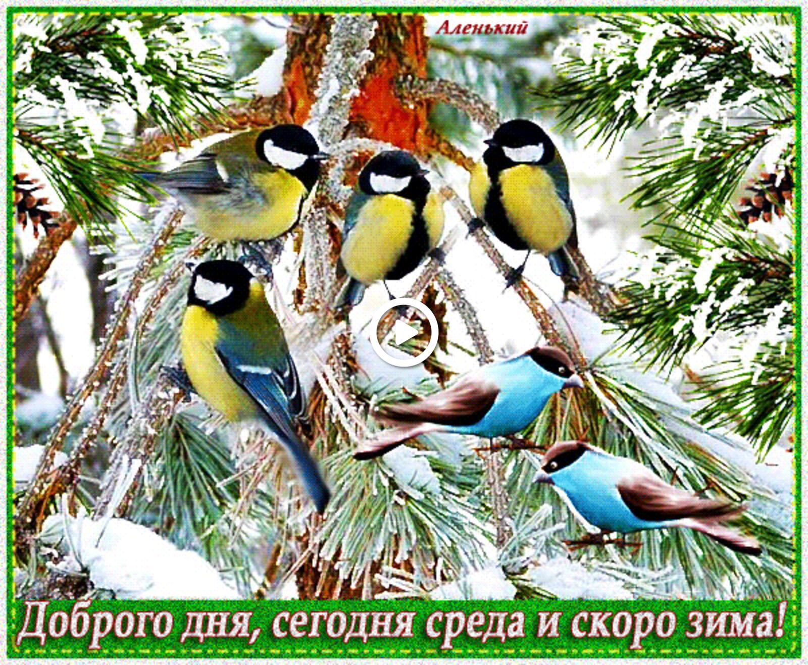 A postcard on the subject of birds good winter wednesday morning guten morgen mittwochs winter for free