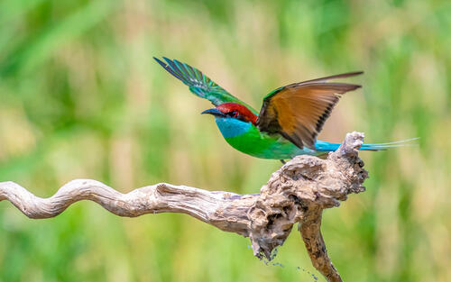 Colorful bird with spread wings