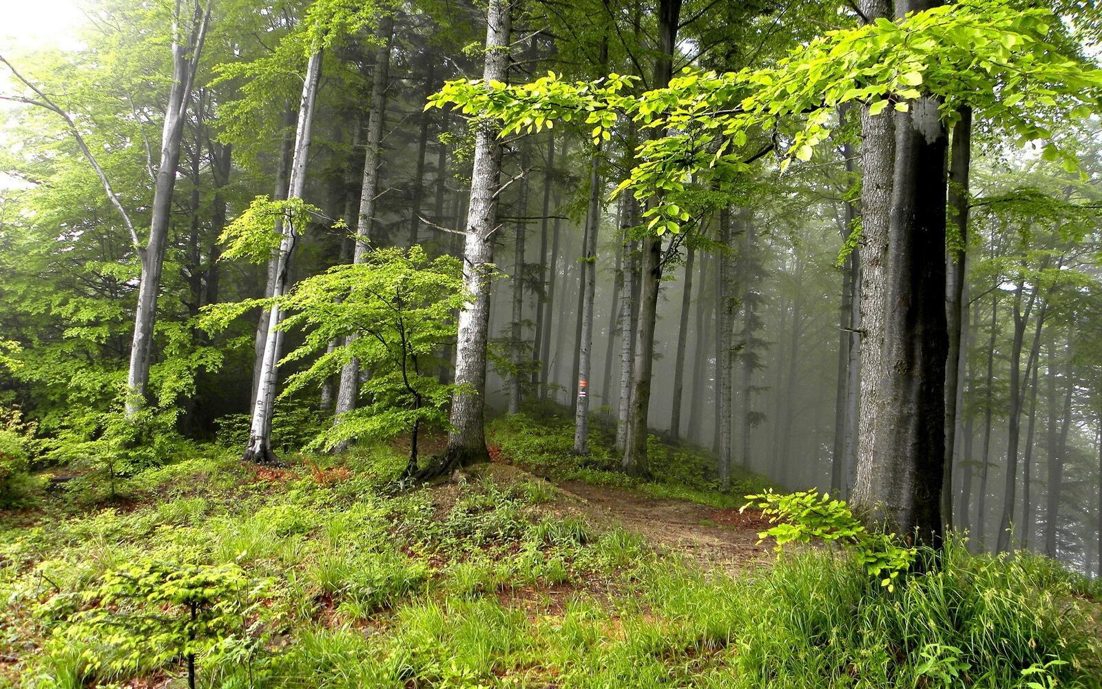 Free photo A dense forest in the fog