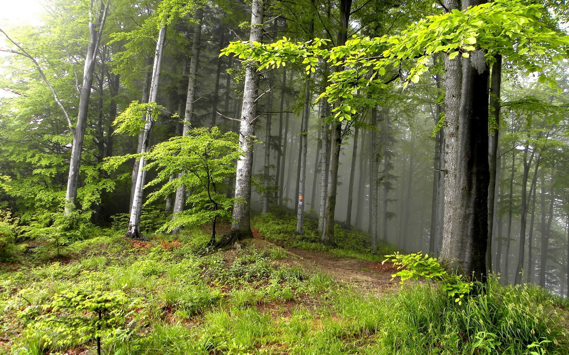 Free photo A dense forest in the fog