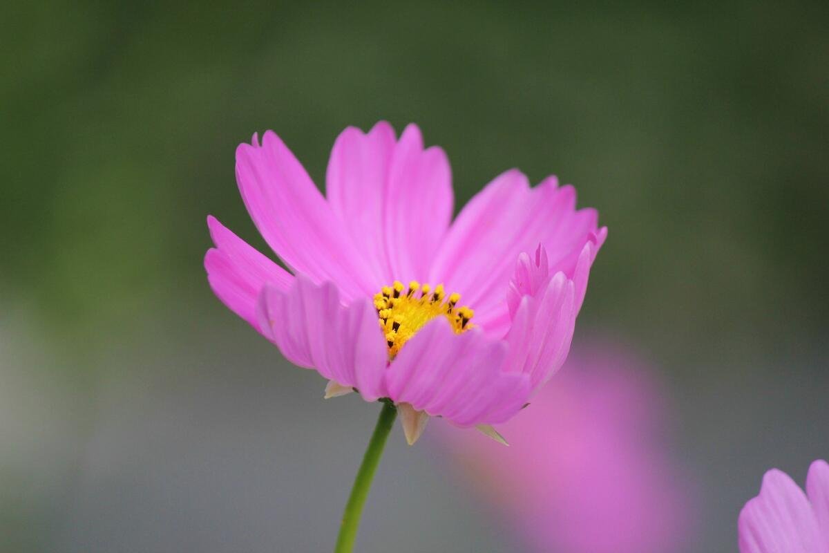 A pink cosmos flower