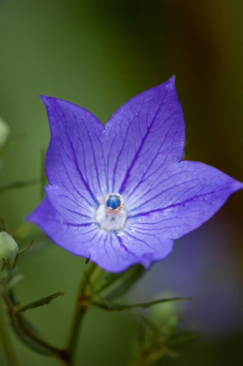 A wildflower with purple petals.