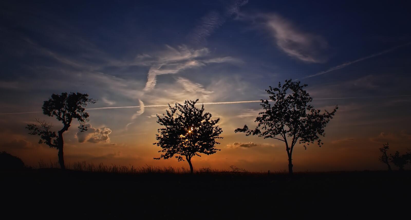 Free photo Silhouettes of trees at sunset
