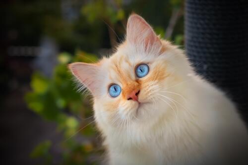 Cute blue-eyed kitten