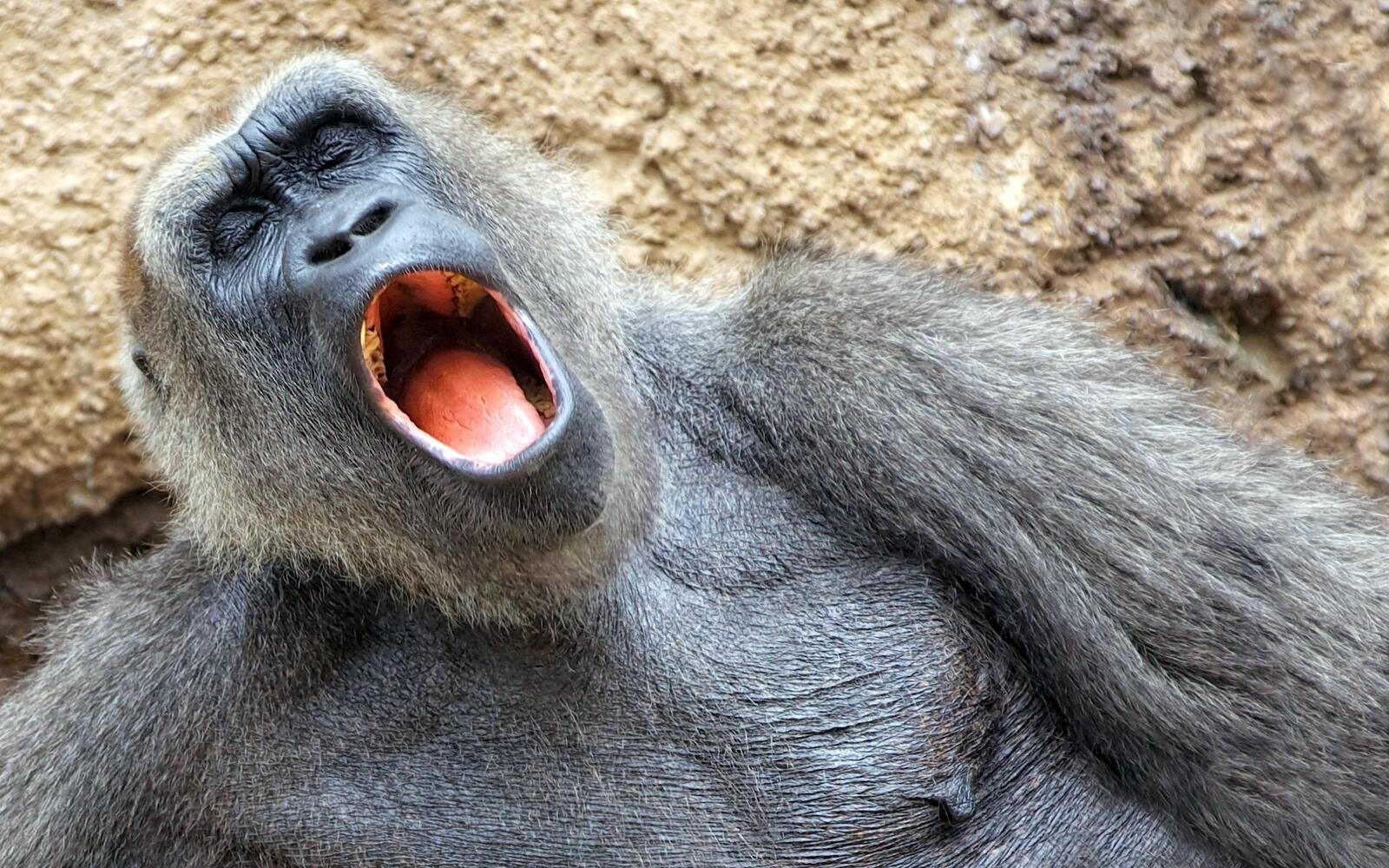 Free photo Yawning monkey