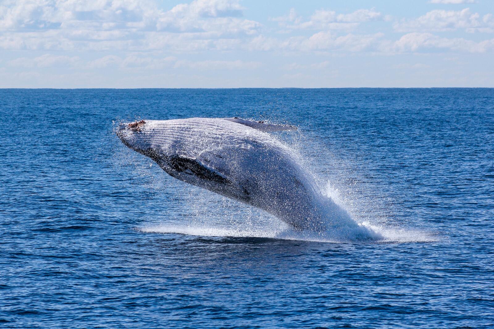 Бесплатное фото Большой кит выпрыгивает из воды
